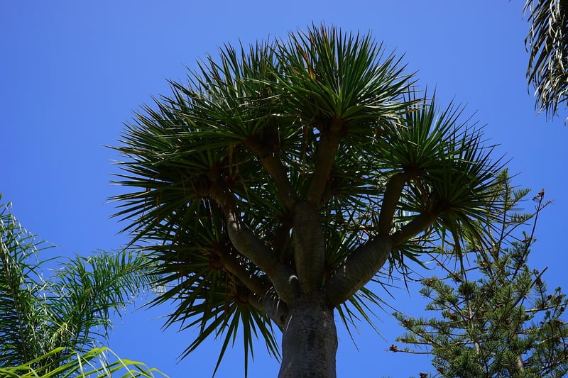 Dragon's Blood Tree