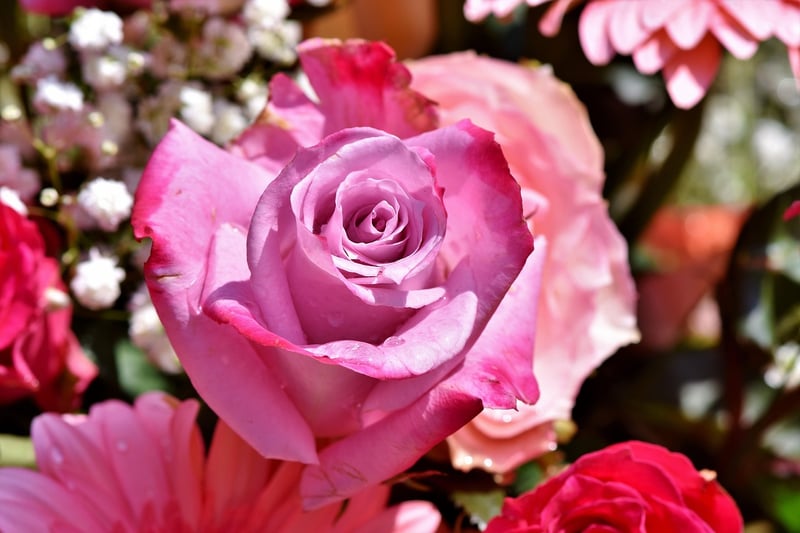 Enchanted Rose